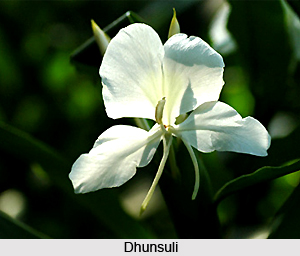 Dhunsuli, Indian Medicinal Plant