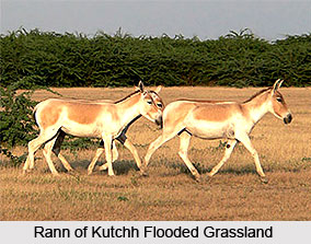 Flooded Grasslands and Savannas in India