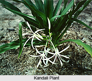 Kandali, Indian Medicinal Plant