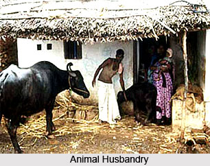 Livestock in India, Animal Husbandry in India