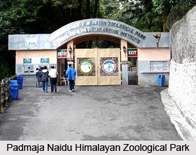 Padmaja Naidu Himalayan Zoological Park, Tourist Places in Darjeeling, West Bengal