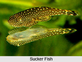 Sucker Fish, Indian Marine Species