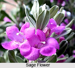 Sage, Indian Spice