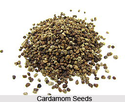 Greater Cardamom