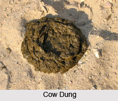 Cow Dung , Panchagavya