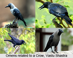 Omens related to a Crow,  Vastu Shastra