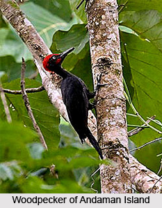 Andaman Islands Rain Forests