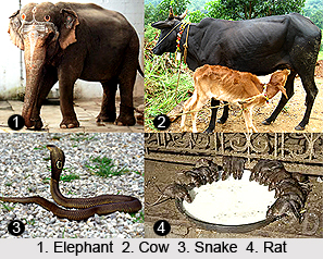 Sacred Animals in India
