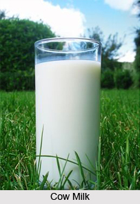 Cow Milk, Panchagavya