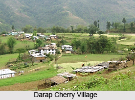 Darap Cherry Village, Sikkim