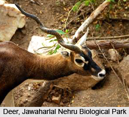Jawaharlal Nehru Biological Park, Bokaro, Jharkhand