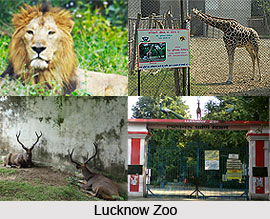 Lucknow Zoo, Uttar Pardesh