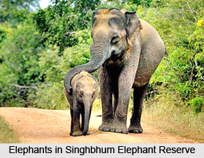Singhbhum Elephant Reserve, Jharkhand
