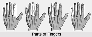 Fore Parts Of Fingers, Palmistry