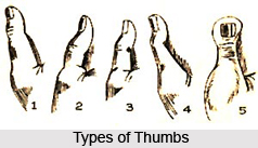 Types of Thumbs, Palmistry