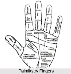 Fore Parts Of Fingers, Palmistry