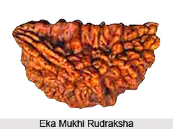 Eka Mukhi Rudraksha