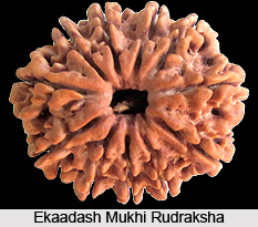 Ekaadash Mukhi Rudraksha