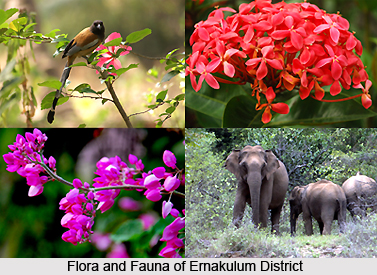 Flora and Fauna of Ernakulum District