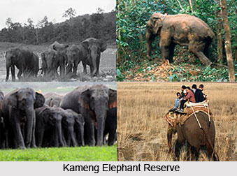 Kameng Elephant Reserve