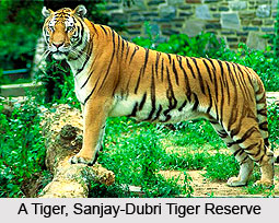 Sanjay-Dubri Tiger Reserve, Sidhi District, Madhya Pradesh