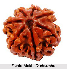 Sapta Mukhi Rudraksha