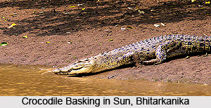Bhitarkanika National Park, Kendrapara District, Odisha