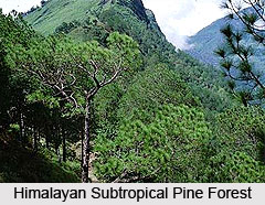 Himalayan subtropical pine forests