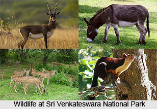 Sri Venkateswara National Park, Andhra Pradesh
