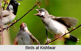 Kishtwar National Park, Jammu and Kashmir