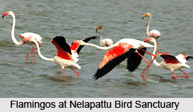 Nelapattu Bird Sanctuary, Nellore District, Andhra Pradesh