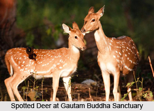 Gautama Buddha Wildlife Sanctuary, Gaya District, Bihar