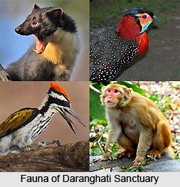 Daranghati Wildlife Sanctuary, Shimla, Himachal Pradesh