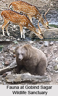 Gobind Sagar Wildlife Sanctuary, Bilaspur District, Himachal Pradesh