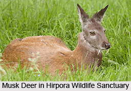 Hirpora Wildlife Sanctuary, Shopian district, Jammu and Kashmir