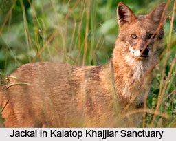 Kalatop Khajjiar Sanctuary, Chamba District, Himachal Pradesh