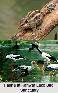 Kanwar Lake Bird Sanctuary, Begusarai District, Bihar