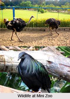 Mini Zoo, Port Blair, Andaman and Nicobar Islands