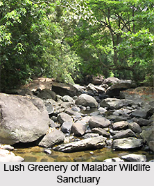 Malabar Wildlife Sanctuary, Kozhikode District, Kerala