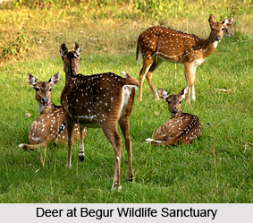 Begur Wildlife Sanctuary, Wayanad District, Kerala