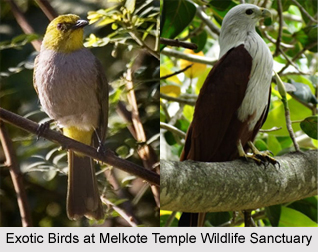 Melkote Temple Wildlife Sanctuary, Mandya district, Karnataka