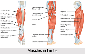 Impact of Yoga on Muscular System