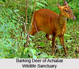 Achabal Wildlife Sanctuary, Srinagar, Jammu and Kashmir