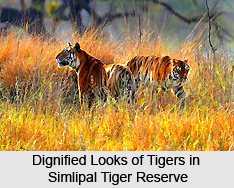 Simlipal Tiger Reserve