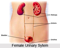 Impact of Yoga Asanas on Urinary System