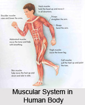 Impact of Yoga Asanas on Muscular System