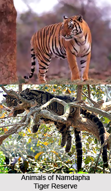 Namdapha Tiger Reserve
