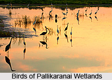 Pallikaranai Wetlands, Chennai