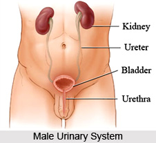 Impact of Yoga Asanas on Urinary System