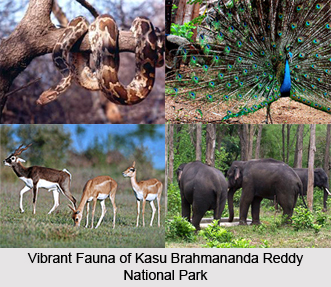 Kasu Brahmananda Reddy National Park, Hyderabad